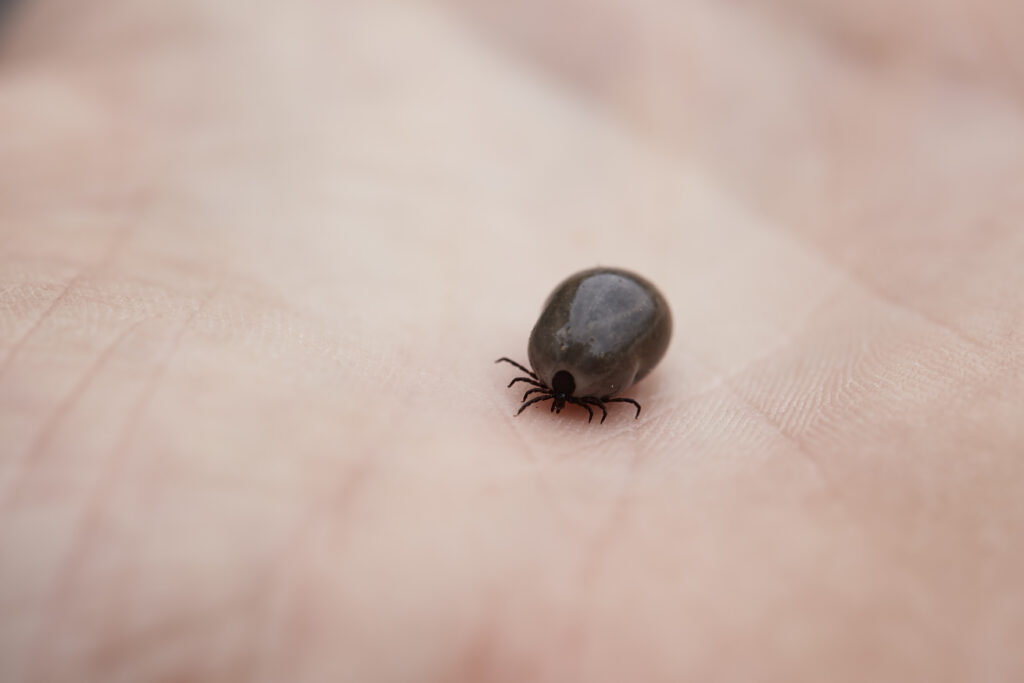 tick on human hand