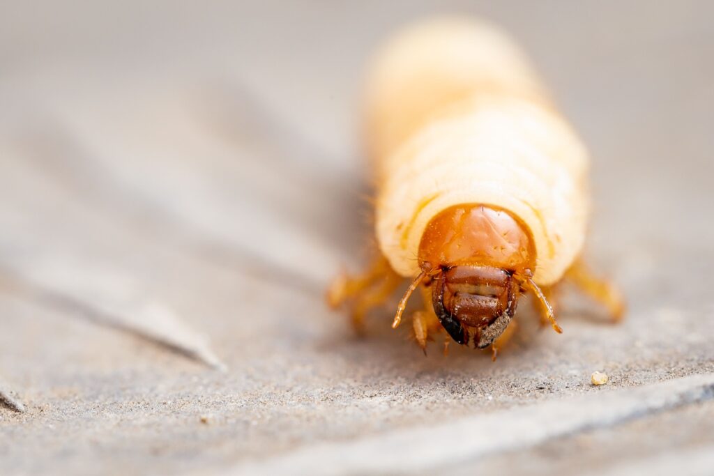 closeup of a stag beetle on the floor