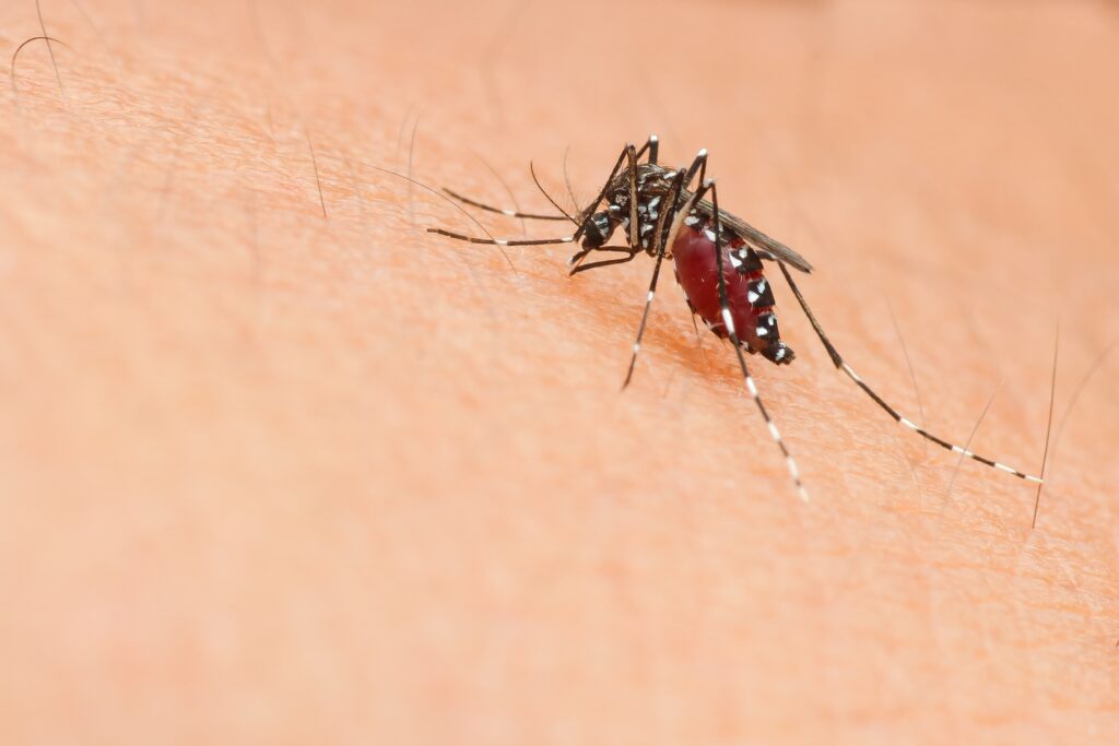 mosquito on human skin full of blood 2026 01 06 10 53 37 utc