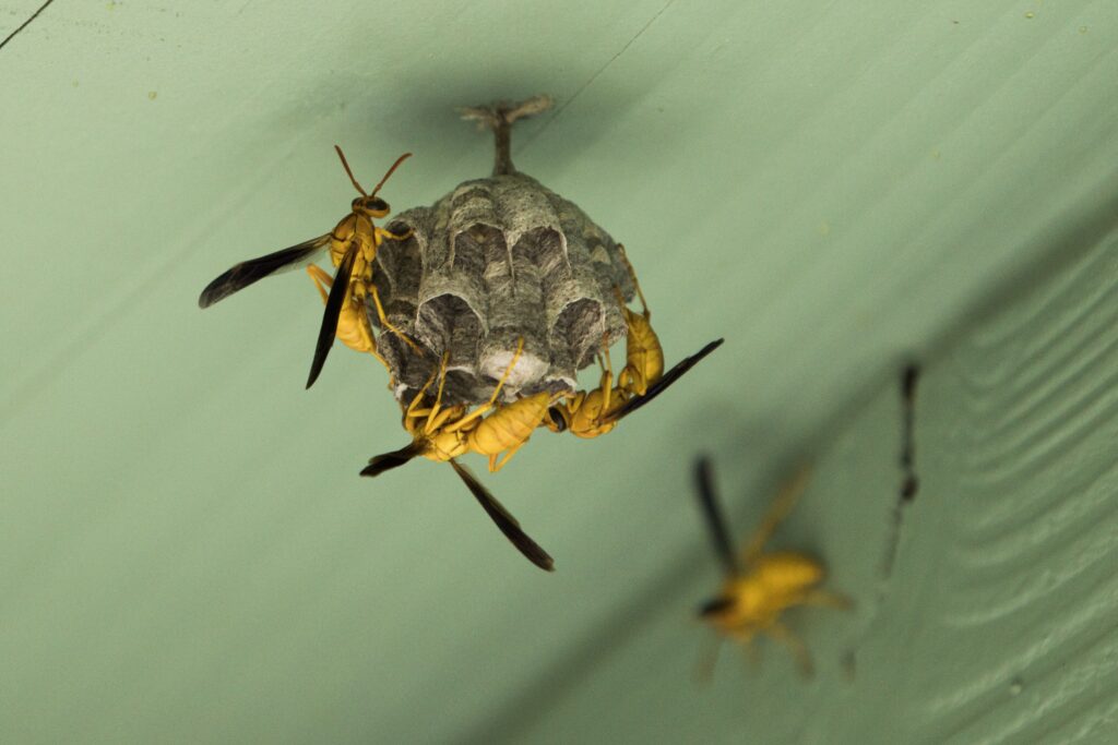polistes flavus, also known as the yellow paper wasp. family vespidae. small nest